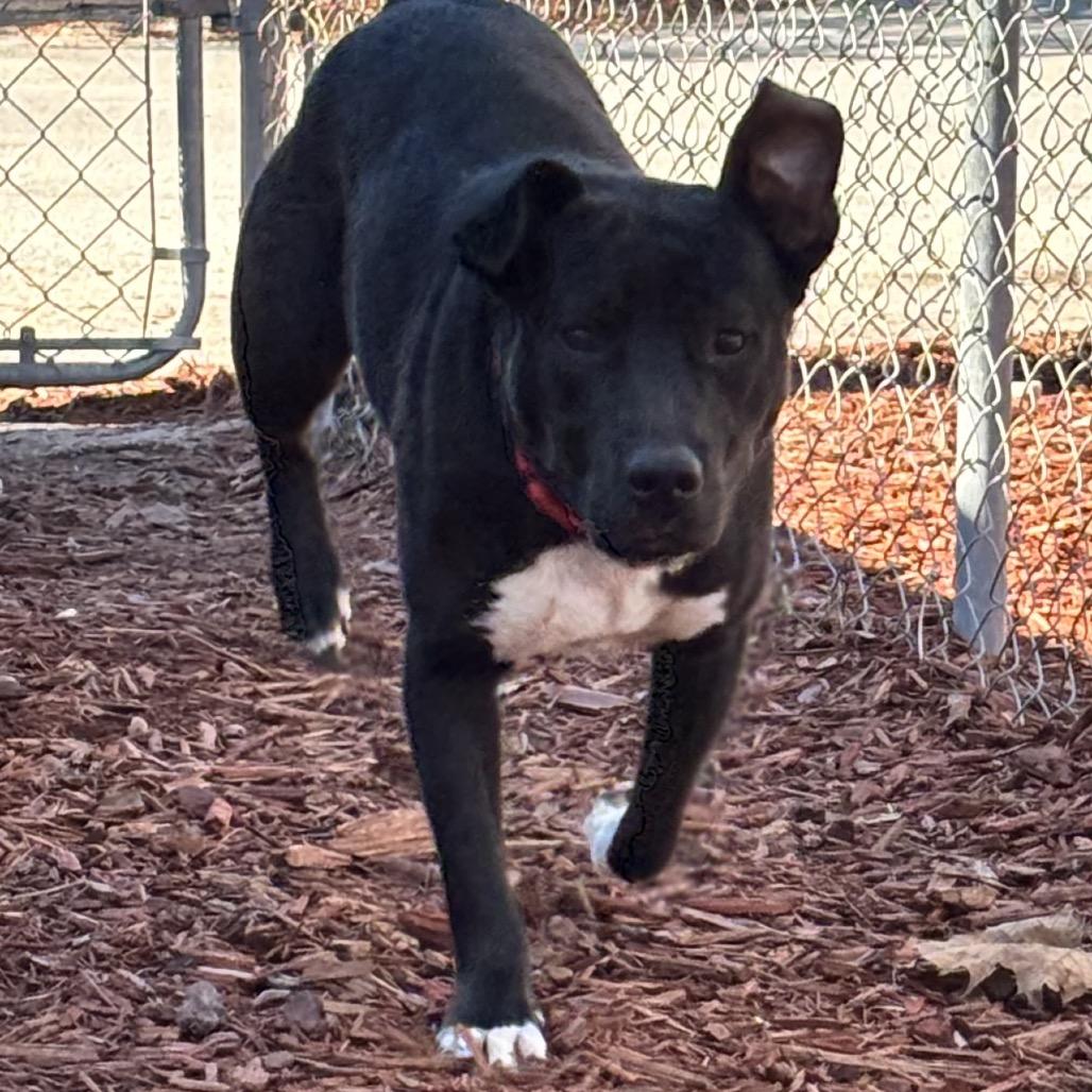 Freddy, a Adoptable Mixed Breed in Bronson, FL image 3/3