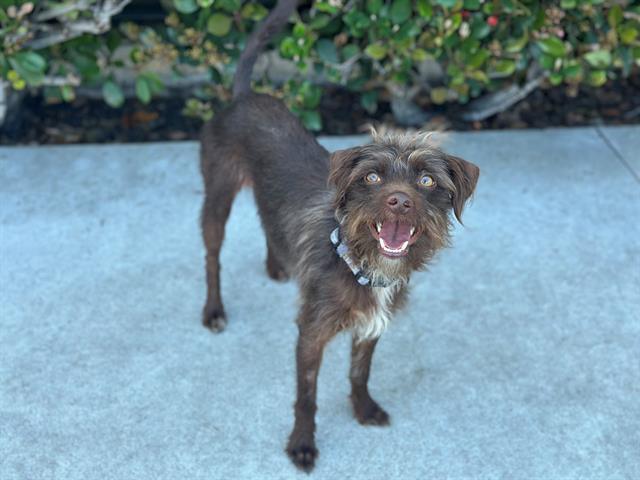 YOGI, Adoptable, Adult Male Chihuahua & Mixed Breed.