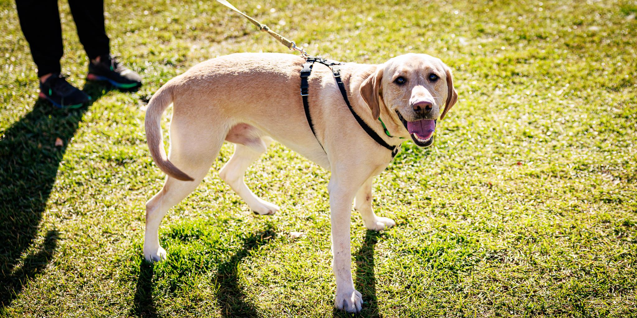 Enlarge Zuko, a ADOPTABLE Labrador Retriever in Las Vegas, NV image 5/6