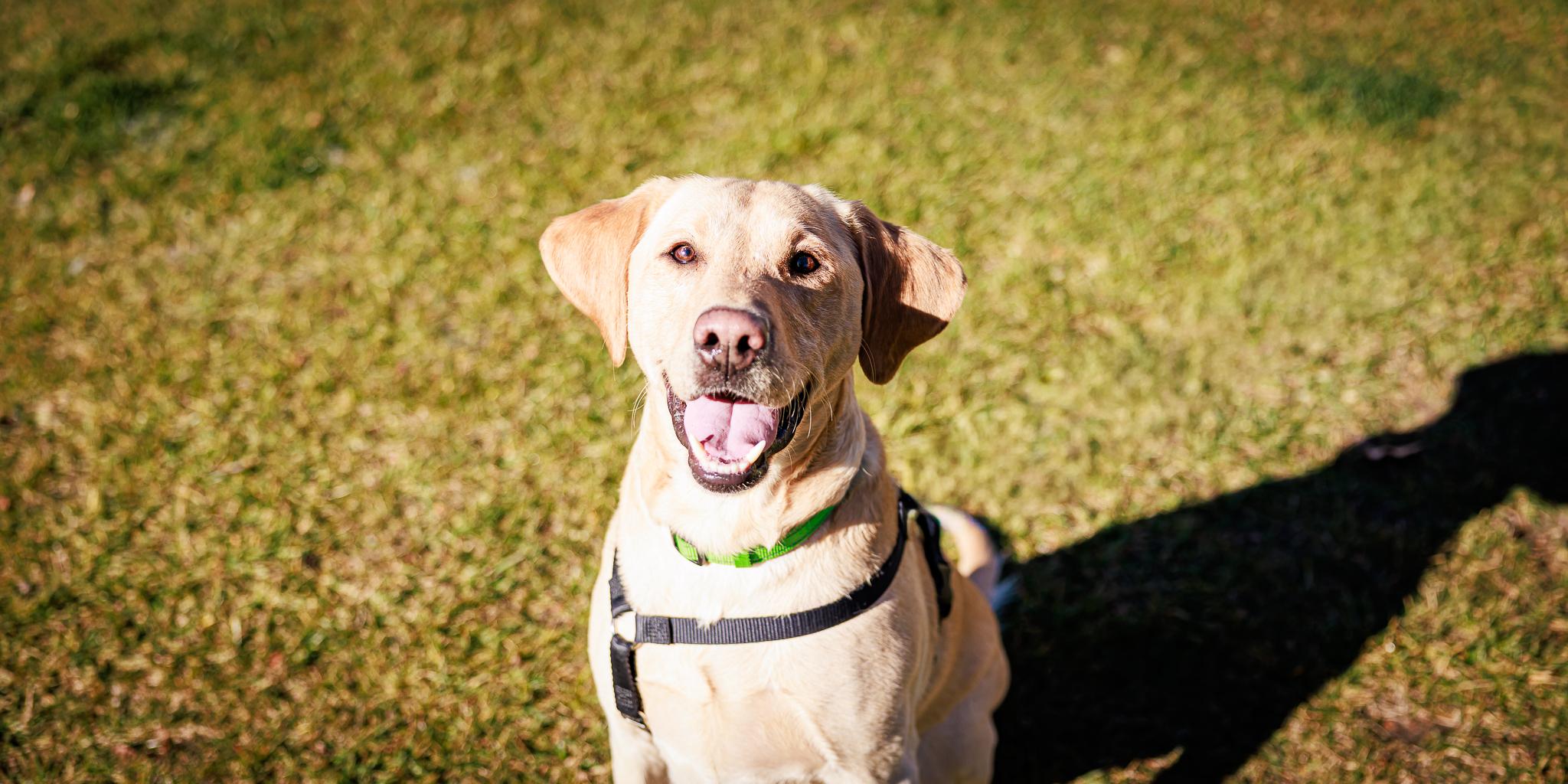 Zuko, ADOPTABLE, Adult Male Labrador Retriever.