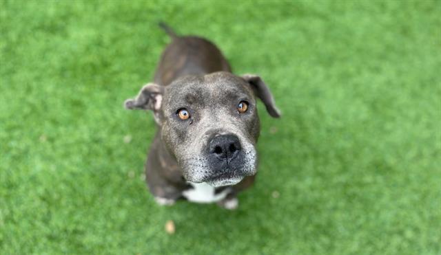 NANA, Adoptable, Adult Female Staffordshire Bull Terrier & Mixed Breed.