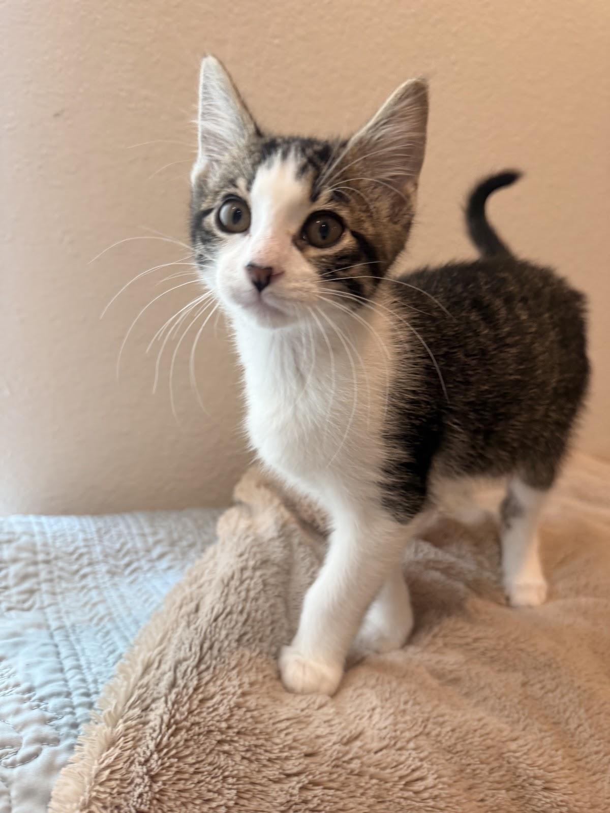 Lainey, a Adoptable Domestic Short Hair in Houston, TX image 2/3