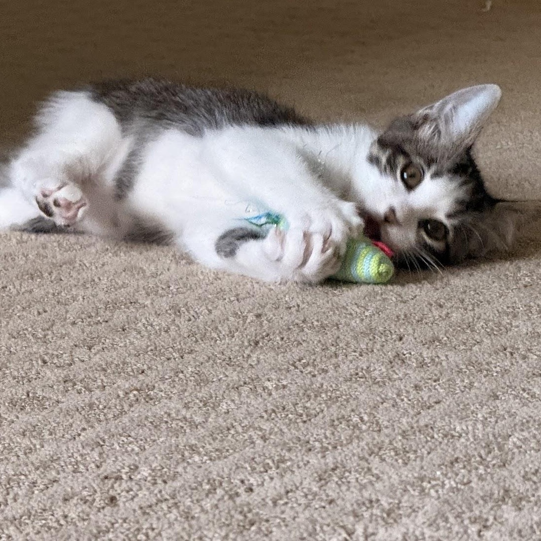 Lainey, a Adoptable Domestic Short Hair in Houston, TX image 1/3