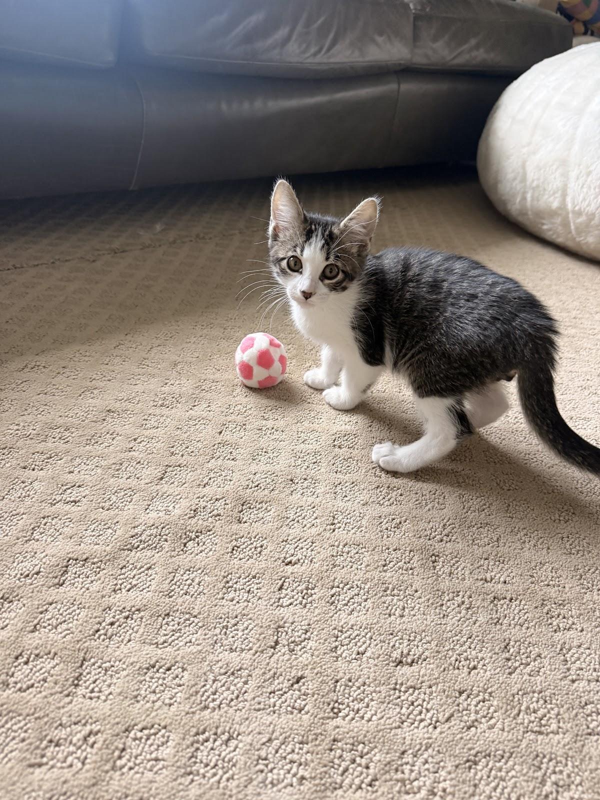 Lainey, a Adoptable Domestic Short Hair in Houston, TX image 3/3