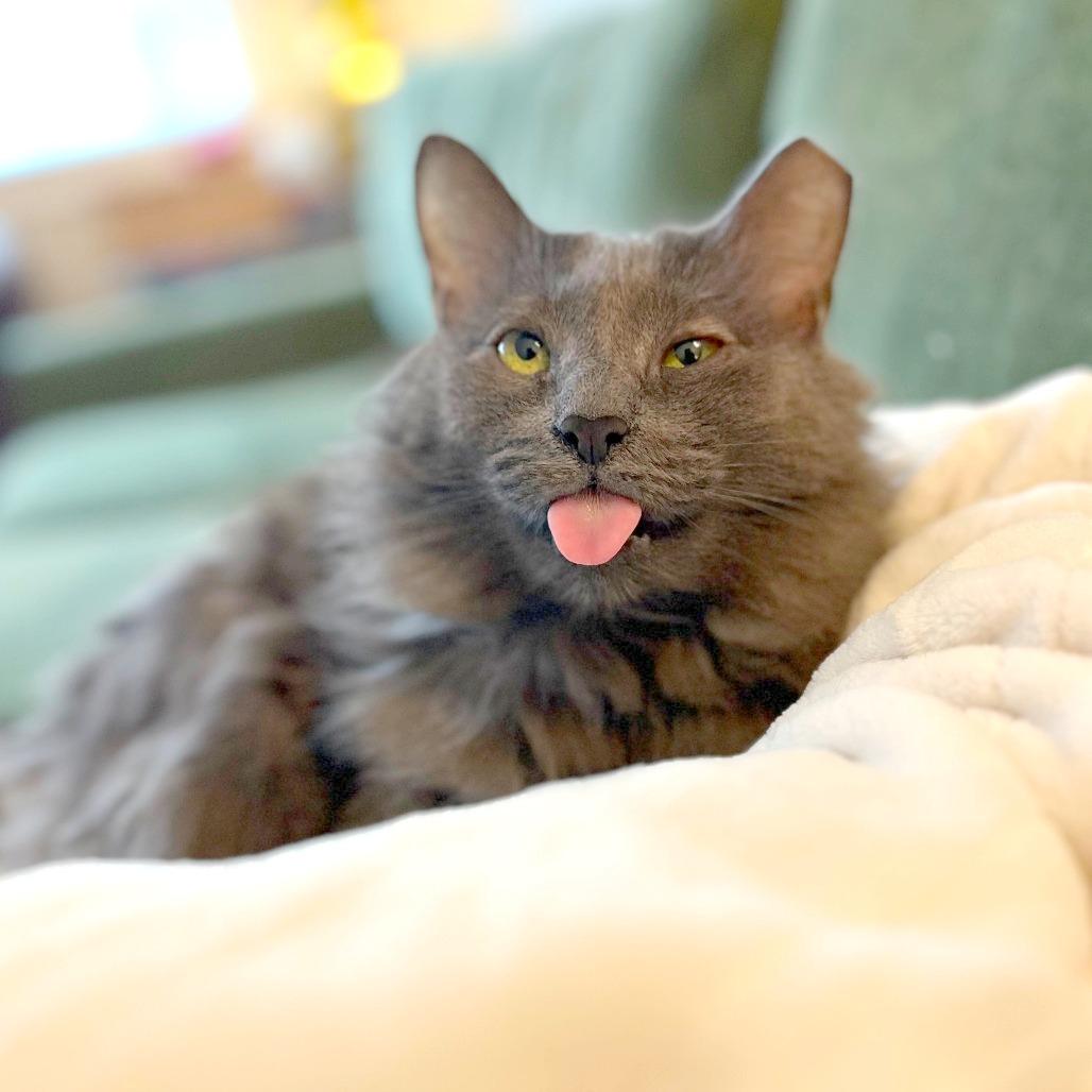 Pepper Ann, Adoptable, Senior Female Domestic Medium Hair.