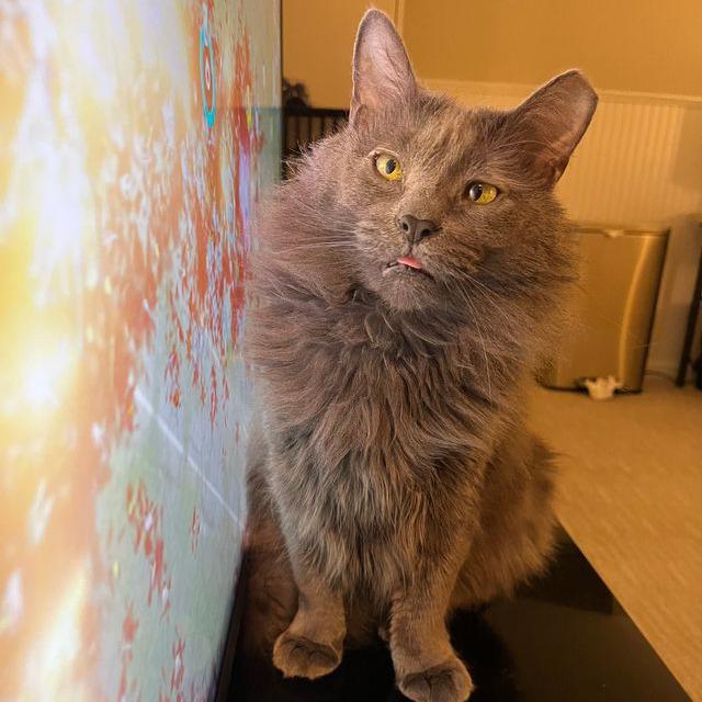 Enlarge Pepper Ann, a Adoptable Domestic Medium Hair in Philadelphia, PA image 2/6