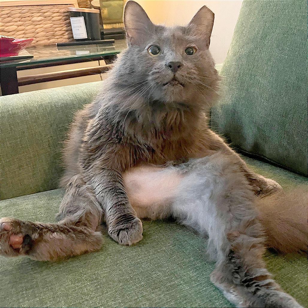 Enlarge Pepper Ann, a Adoptable Domestic Medium Hair in Philadelphia, PA image 3/6