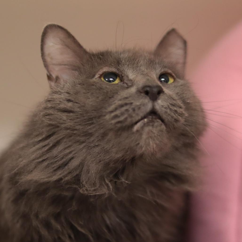 Pepper Ann — thumbnail 4