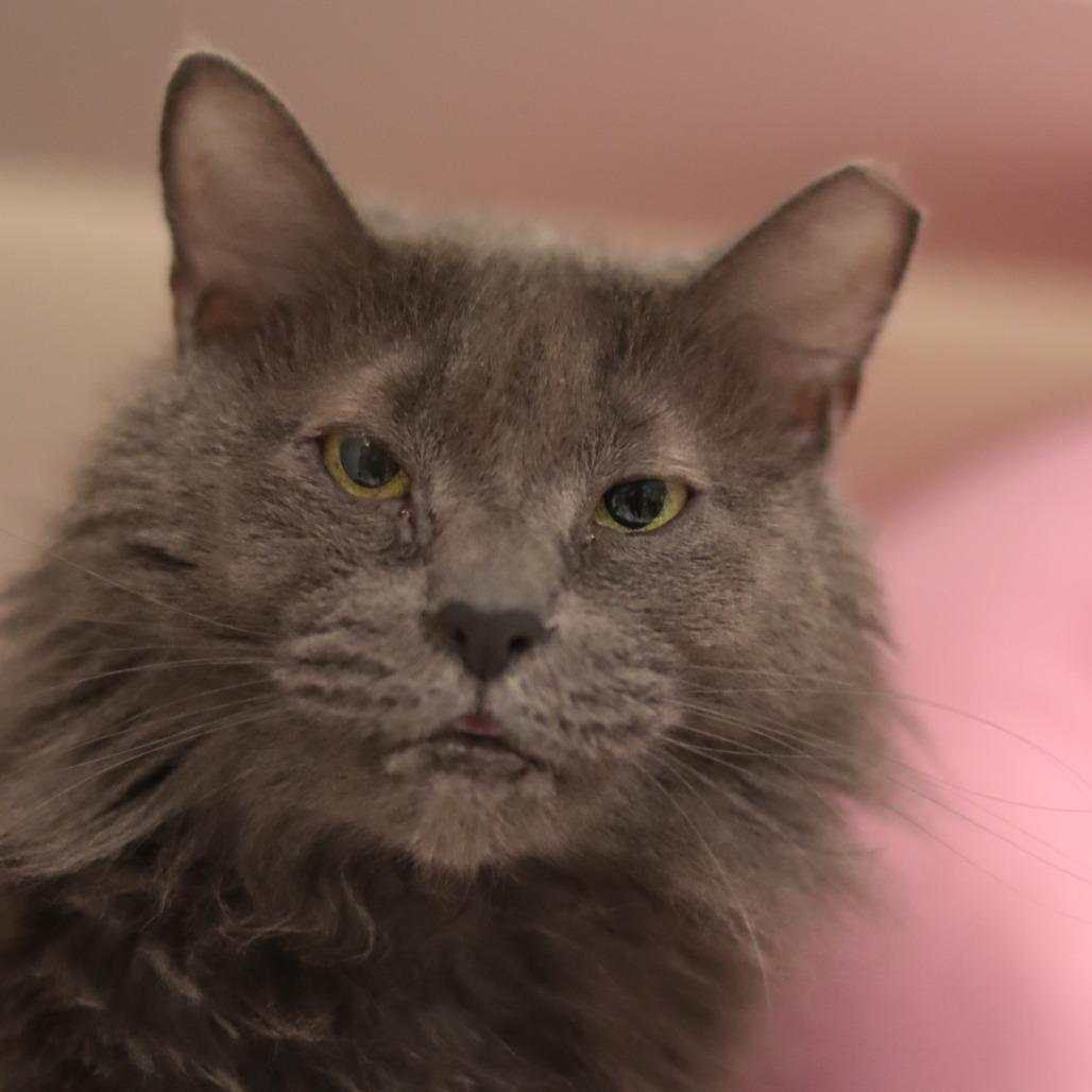 Pepper Ann — thumbnail 5