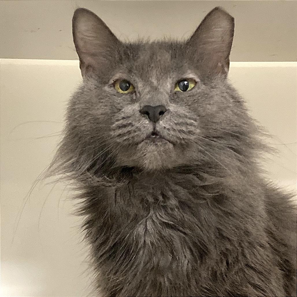 Enlarge Pepper Ann, a Adoptable Domestic Medium Hair in Philadelphia, PA image 4/6