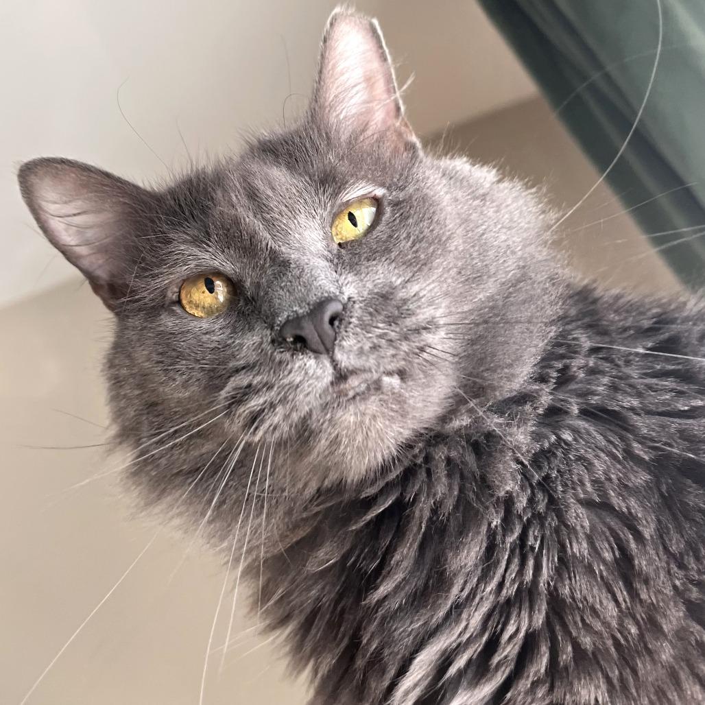 Enlarge Pepper Ann, a Adoptable Domestic Medium Hair in Philadelphia, PA image 5/6
