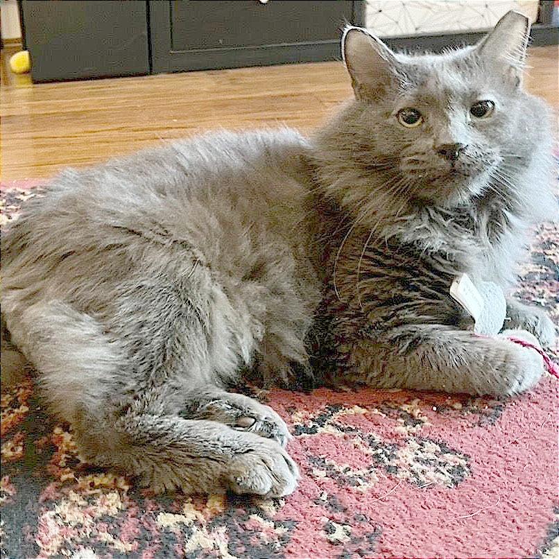 Enlarge Pepper Ann, a Adoptable Domestic Medium Hair in Philadelphia, PA image 6/6