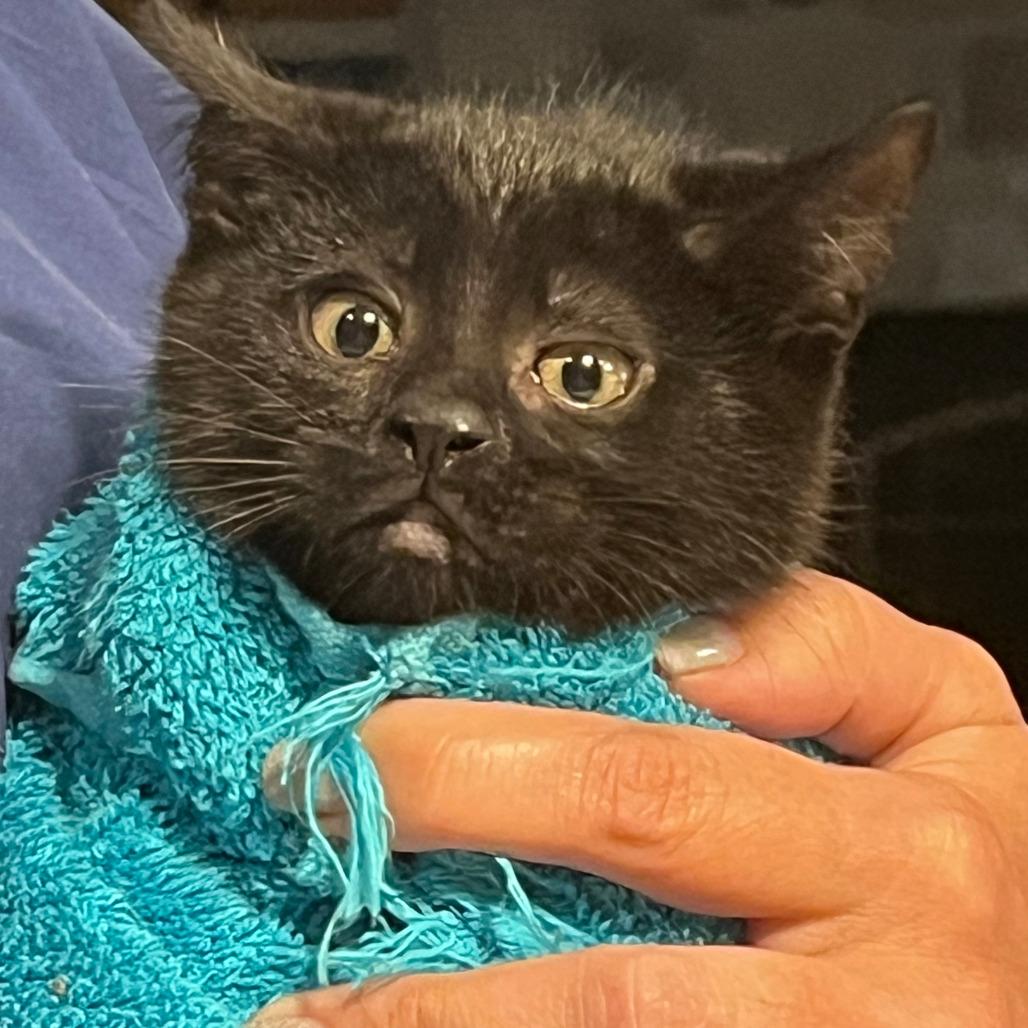 Enlarge 0725-134 STNR Baby Grace, a Adoptable Domestic Short Hair in Abingdon, MD image 1/6