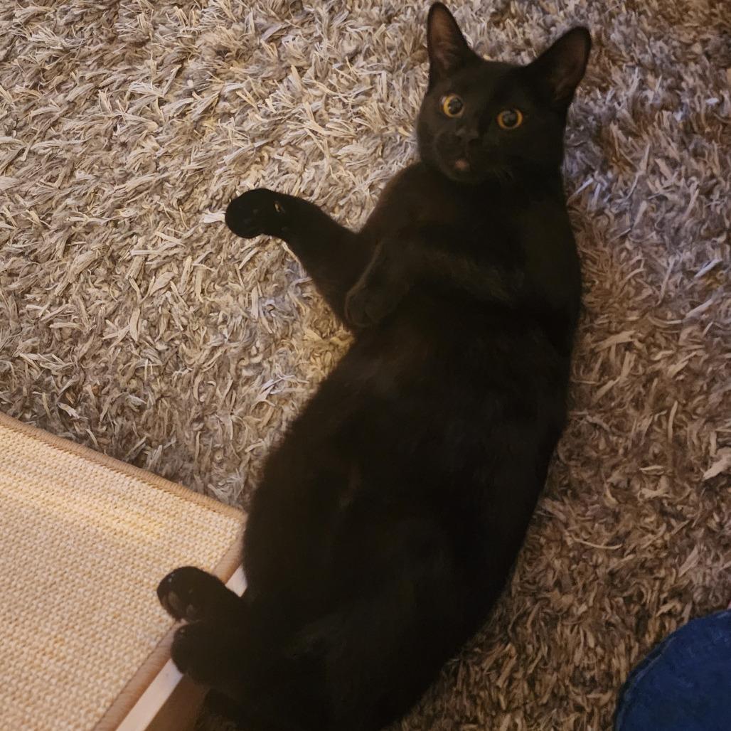 Enlarge 0725-134 STNR Baby Grace, a Adoptable Domestic Short Hair in Abingdon, MD image 2/6