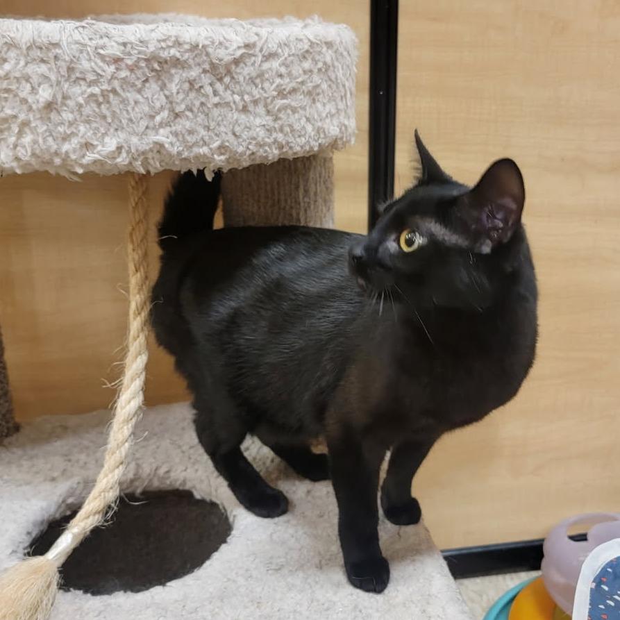 Enlarge 0725-134 Baby Grace (Baby Gracie), a Adoptable Domestic Short Hair in Abingdon, MD image 2/6