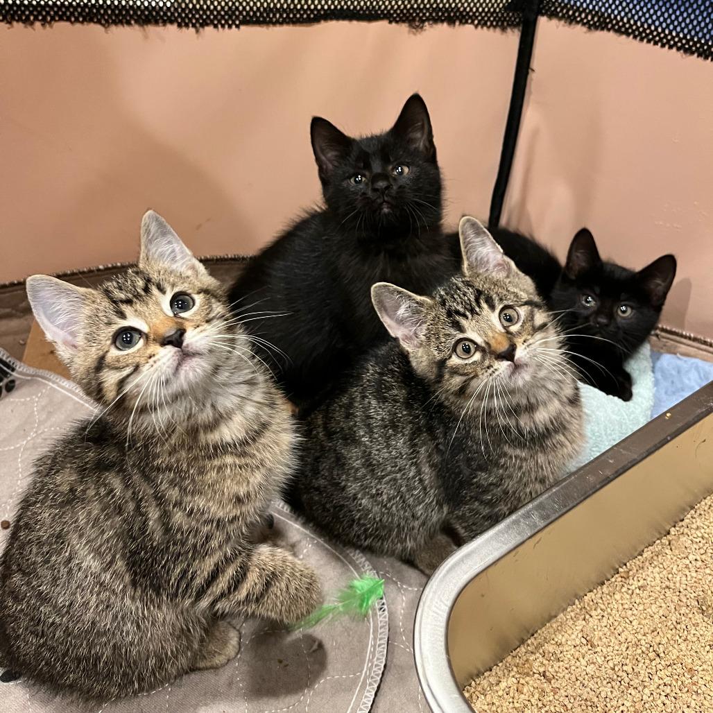 Enlarge 0725-134 STNR Baby Grace, a Adoptable Domestic Short Hair in Abingdon, MD image 3/6