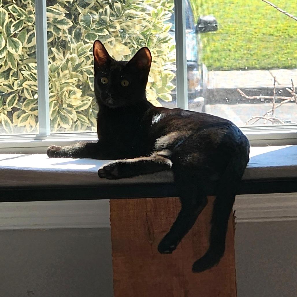 Enlarge 0725-134 STNR Baby Grace, a Adoptable Domestic Short Hair in Abingdon, MD image 5/6