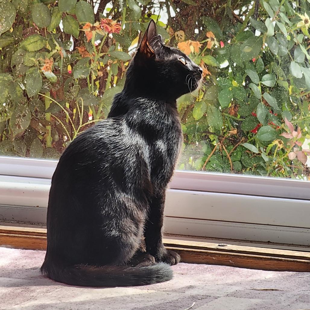 Enlarge 0725-134 STNR Baby Grace, a Adoptable Domestic Short Hair in Abingdon, MD image 6/6