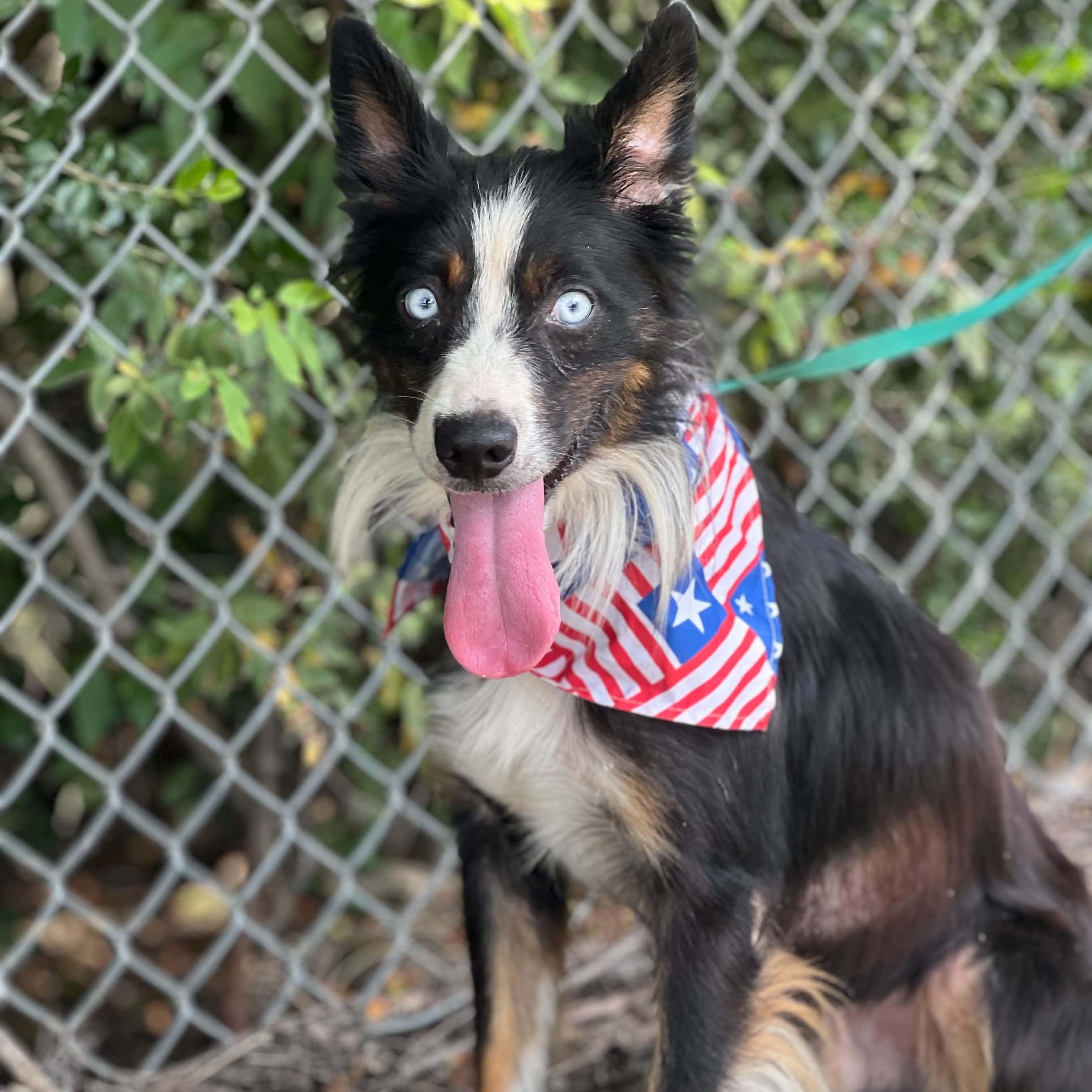 Enlarge Atticus, a Adoptable Australian Shepherd in Madisonville, TX image 2/3