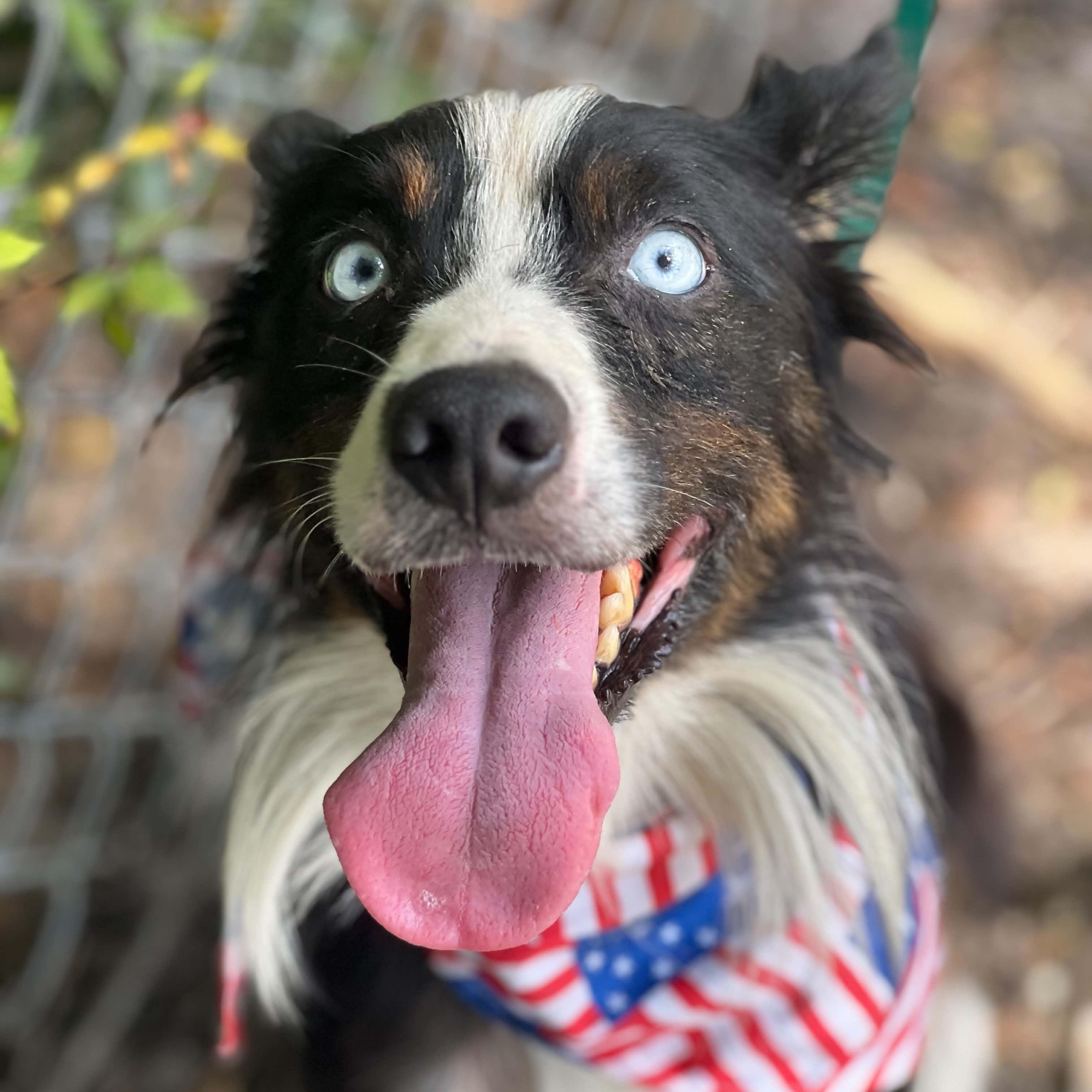 Enlarge Atticus, a Adoptable Australian Shepherd in Madisonville, TX image 3/3