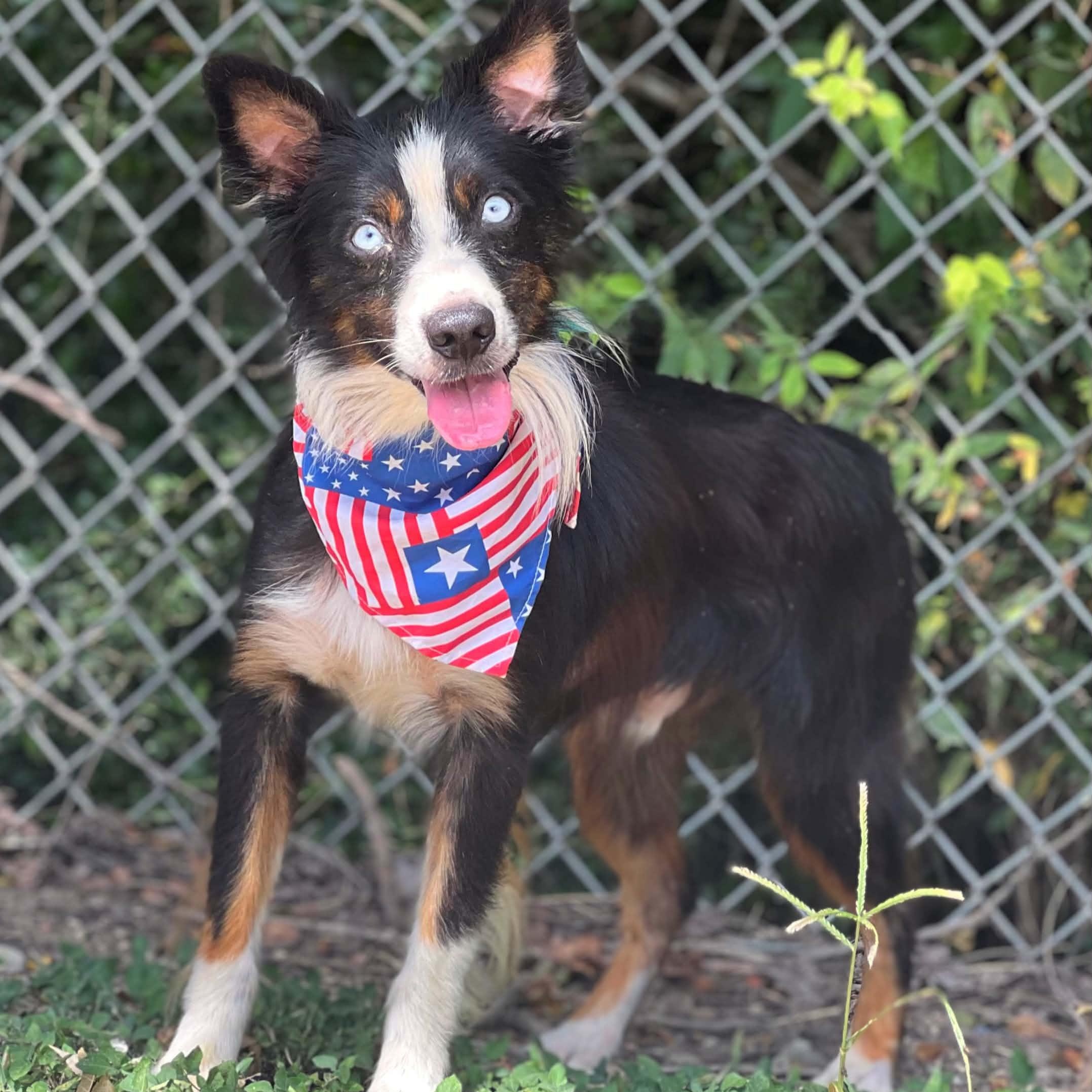 Atticus, Adoptable, Adult Male Australian Shepherd.
