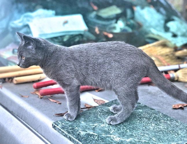 Windy, a Adoptable Tabby in Rutherfordton, NC image 1/3