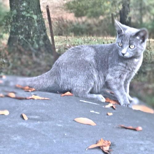 Enlarge Windy, a Adoptable Tabby in Rutherfordton, NC image 5/6