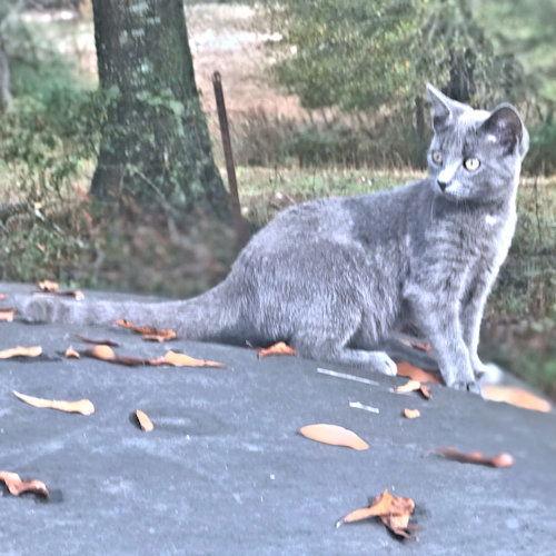 Enlarge Windy, a Adoptable Tabby in Rutherfordton, NC image 6/6