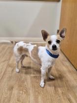 Levi, ADOPTABLE, Adult Male Chihuahua.