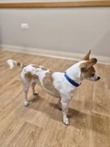 Enlarge Levi, a ADOPTABLE mixed breed in Woodstock, IL image 3/3