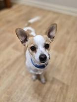 Enlarge Levi, a ADOPTABLE mixed breed in Woodstock, IL image 2/3