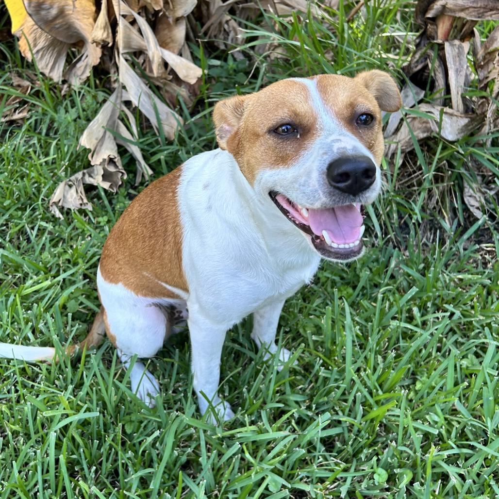 Buddy, Adoptable, Young Male Feist & Jack Russell Terrier.