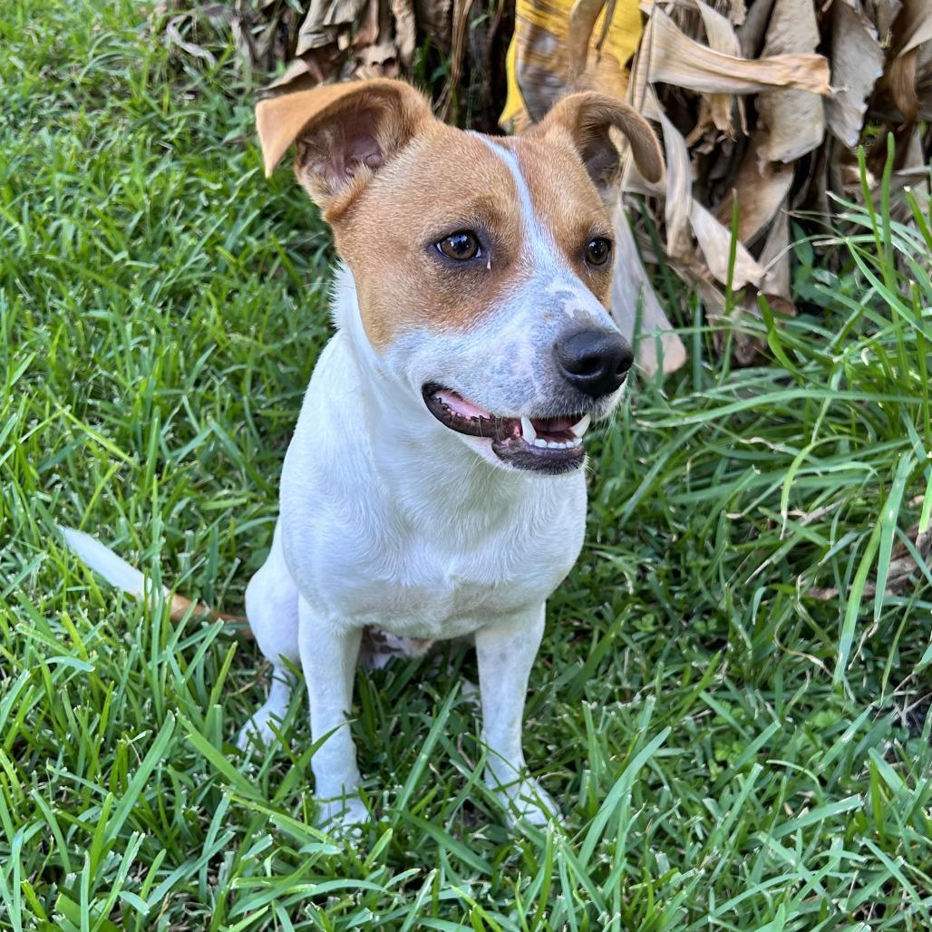 Enlarge Buddy, a Adoptable mixed breed in Beaumont, TX image 2/4