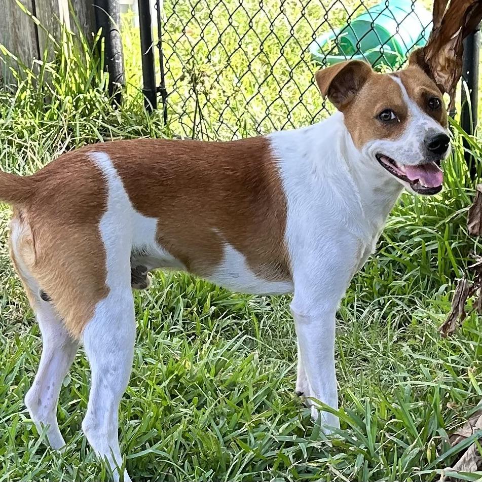 Enlarge Buddy, a Adoptable mixed breed in Beaumont, TX image 3/4