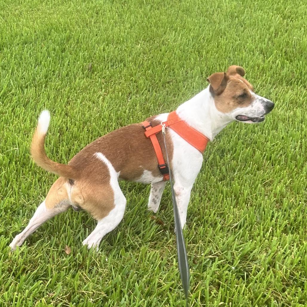 Enlarge Buddy, a Adoptable mixed breed in Beaumont, TX image 4/4