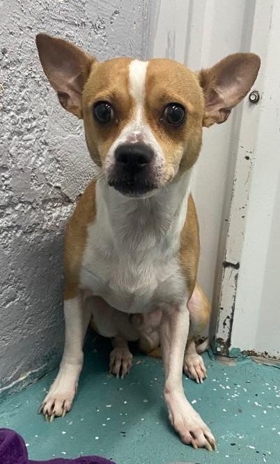 Gizmo AKA Knucklehead, Adoptable, Young Male Chihuahua & Mixed Breed.
