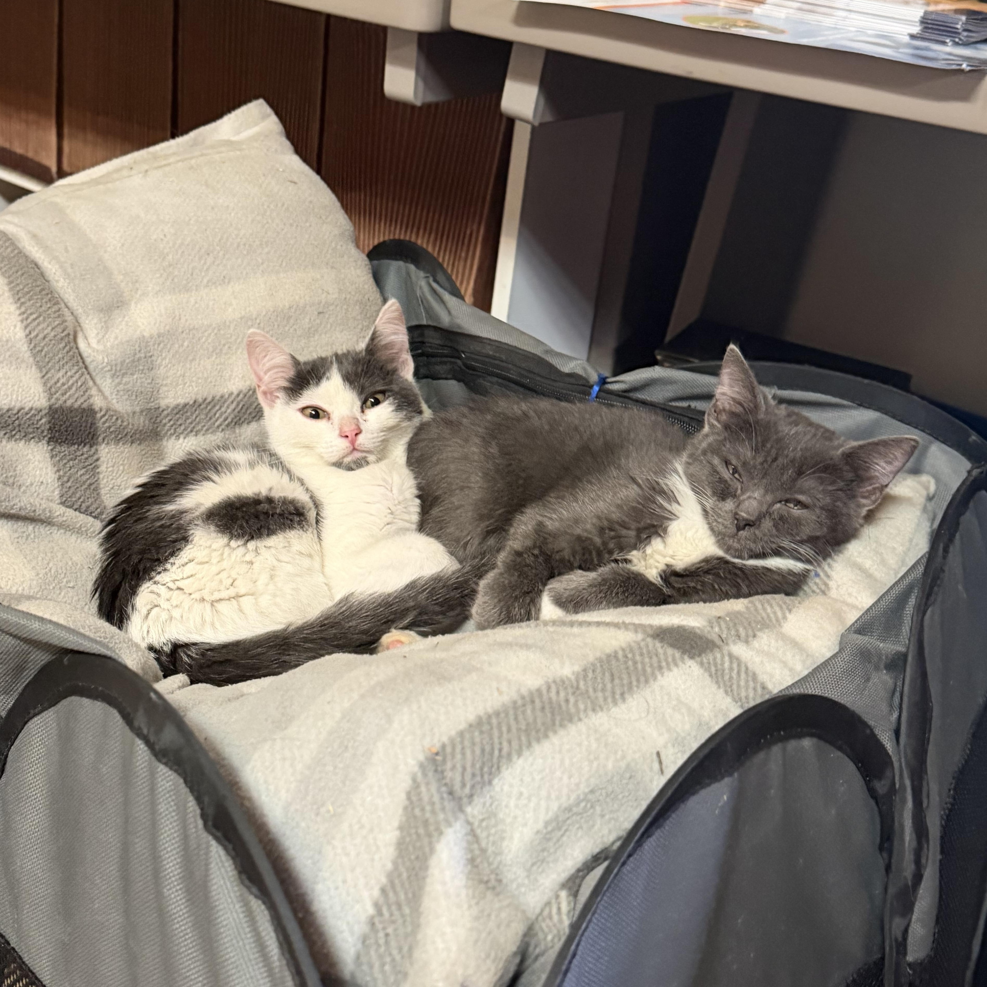 Mojo-jojo & buttercup, a Adoptable Domestic Short Hair in Kent, WA image 1/4