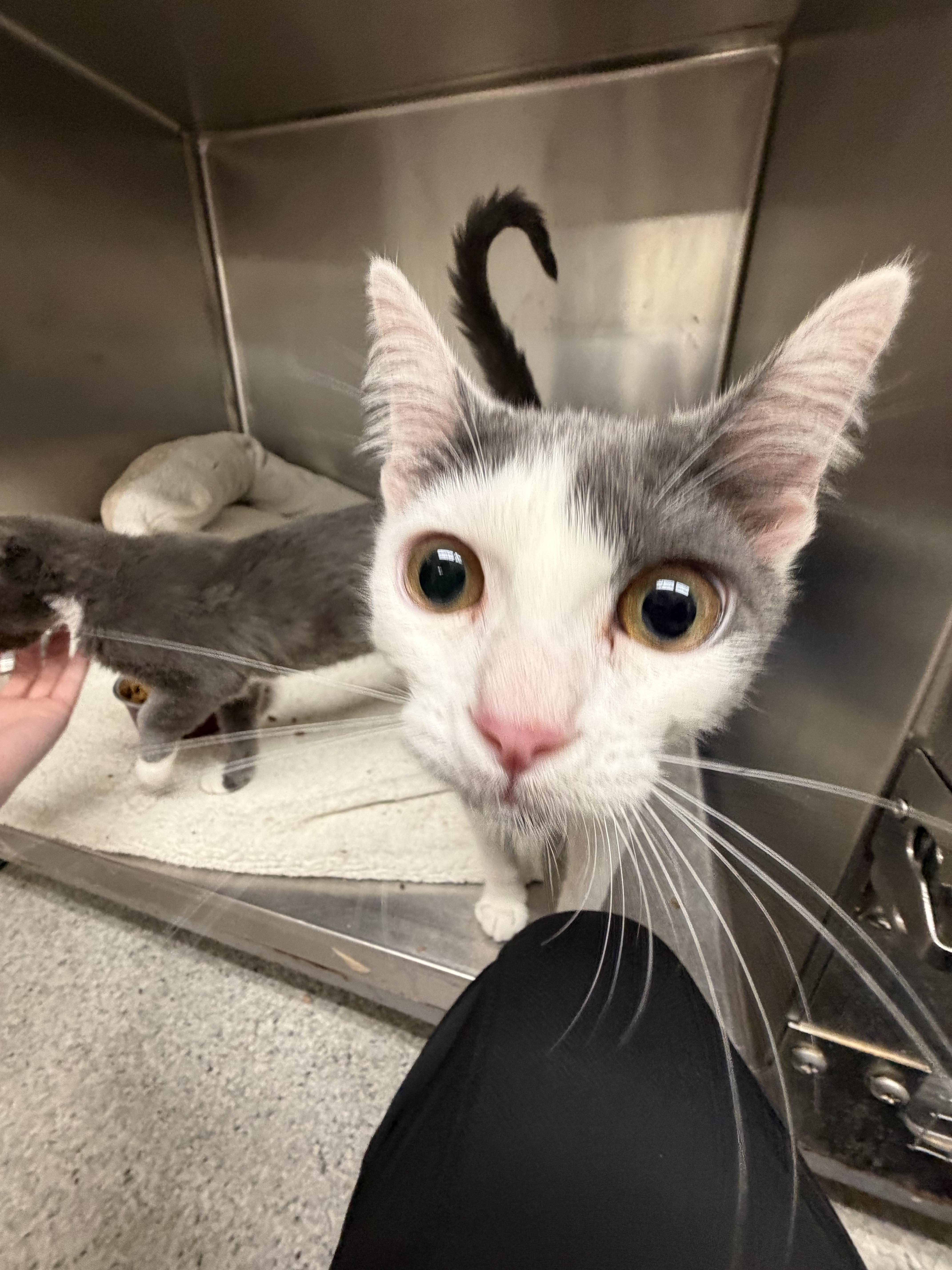 Mojo-jojo & buttercup, a Adoptable Domestic Short Hair in Kent, WA image 4/4