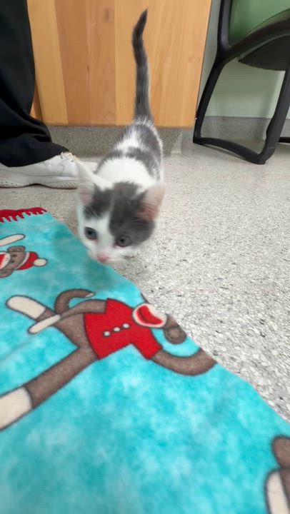 Enlarge Mojo-jojo & buttercup, a Adoptable Domestic Short Hair in Kent, WA video 3/4