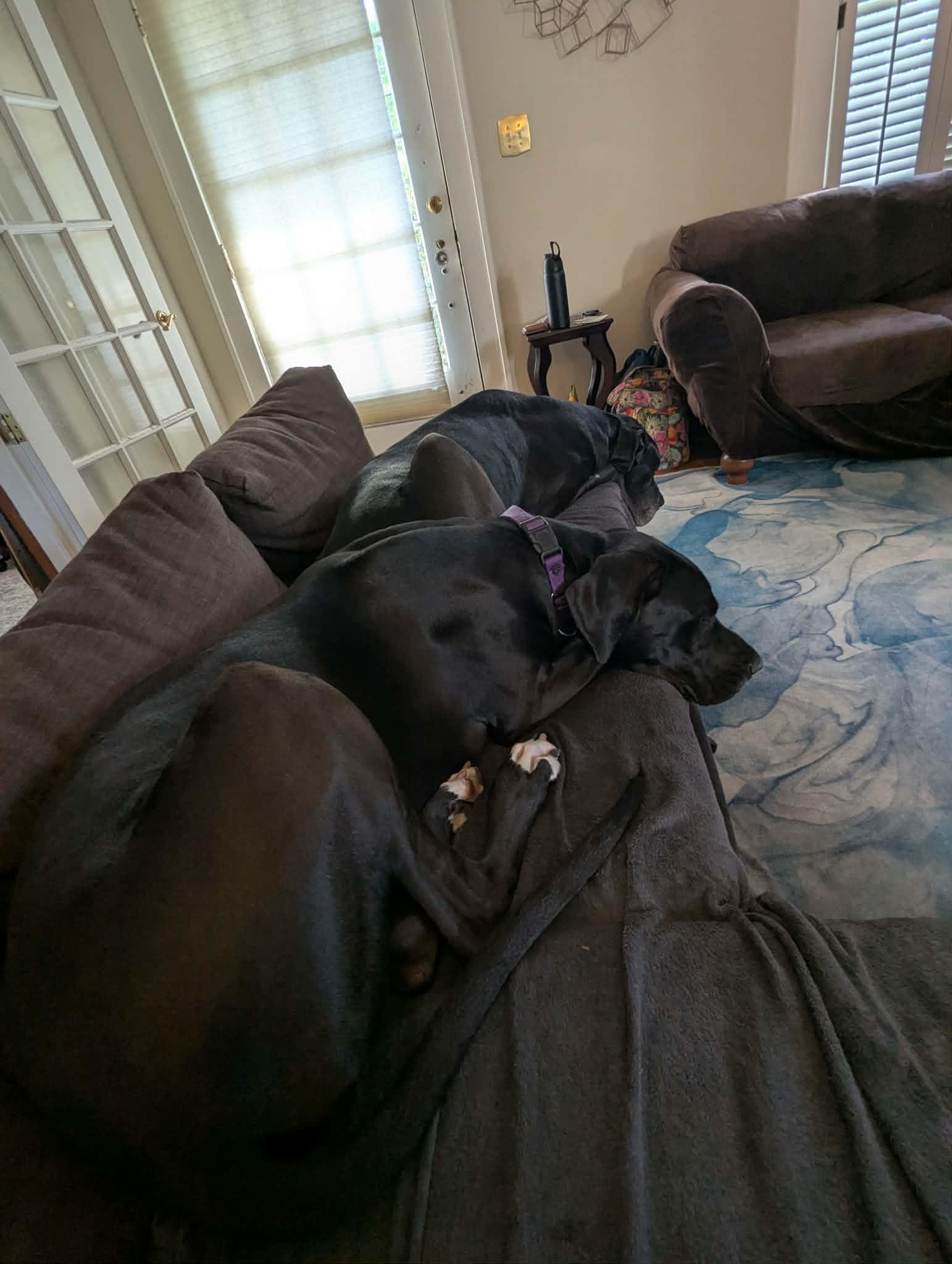 Norman, an adoptable Great Dane in Pensacola, FL image 5/6