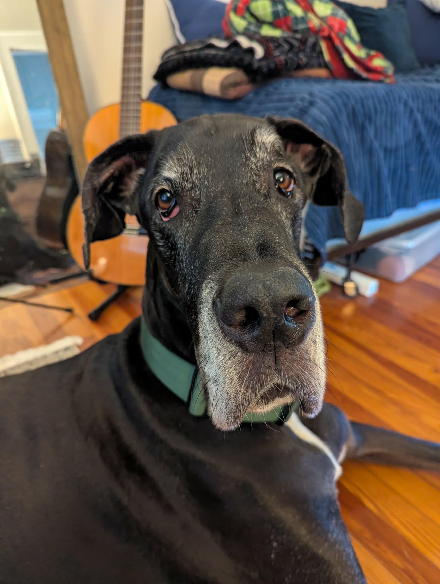 Norman, an adoptable Great Dane in Pensacola, FL image 1/6
