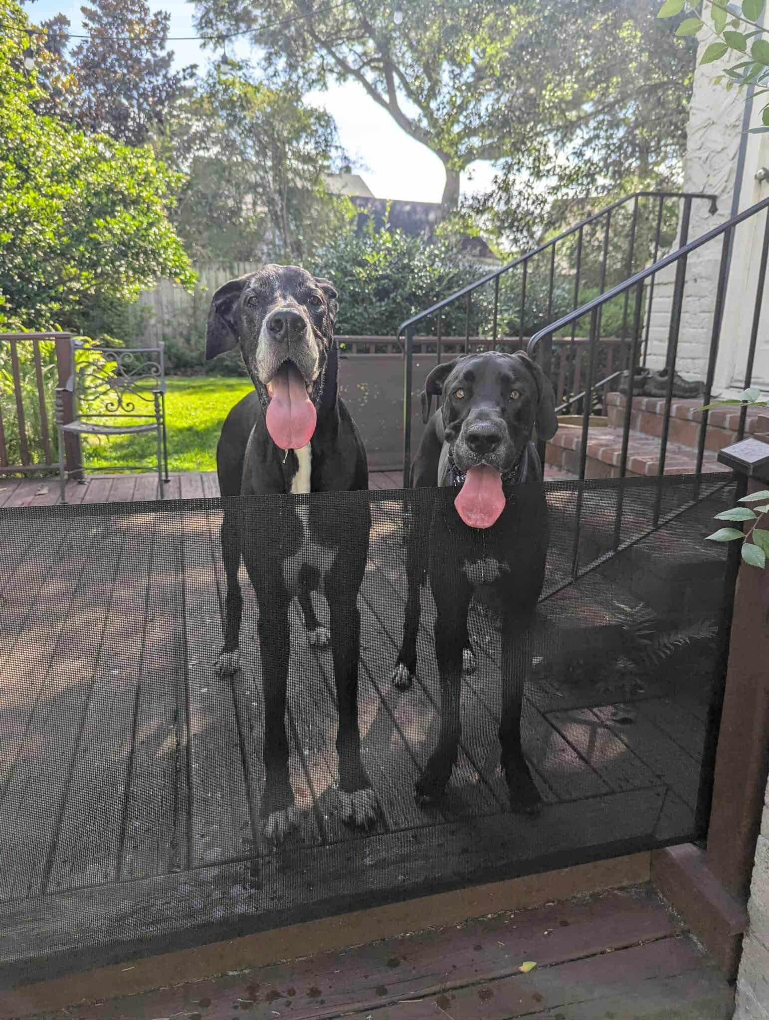 Norman, an adoptable Great Dane in Pensacola, FL image 3/6