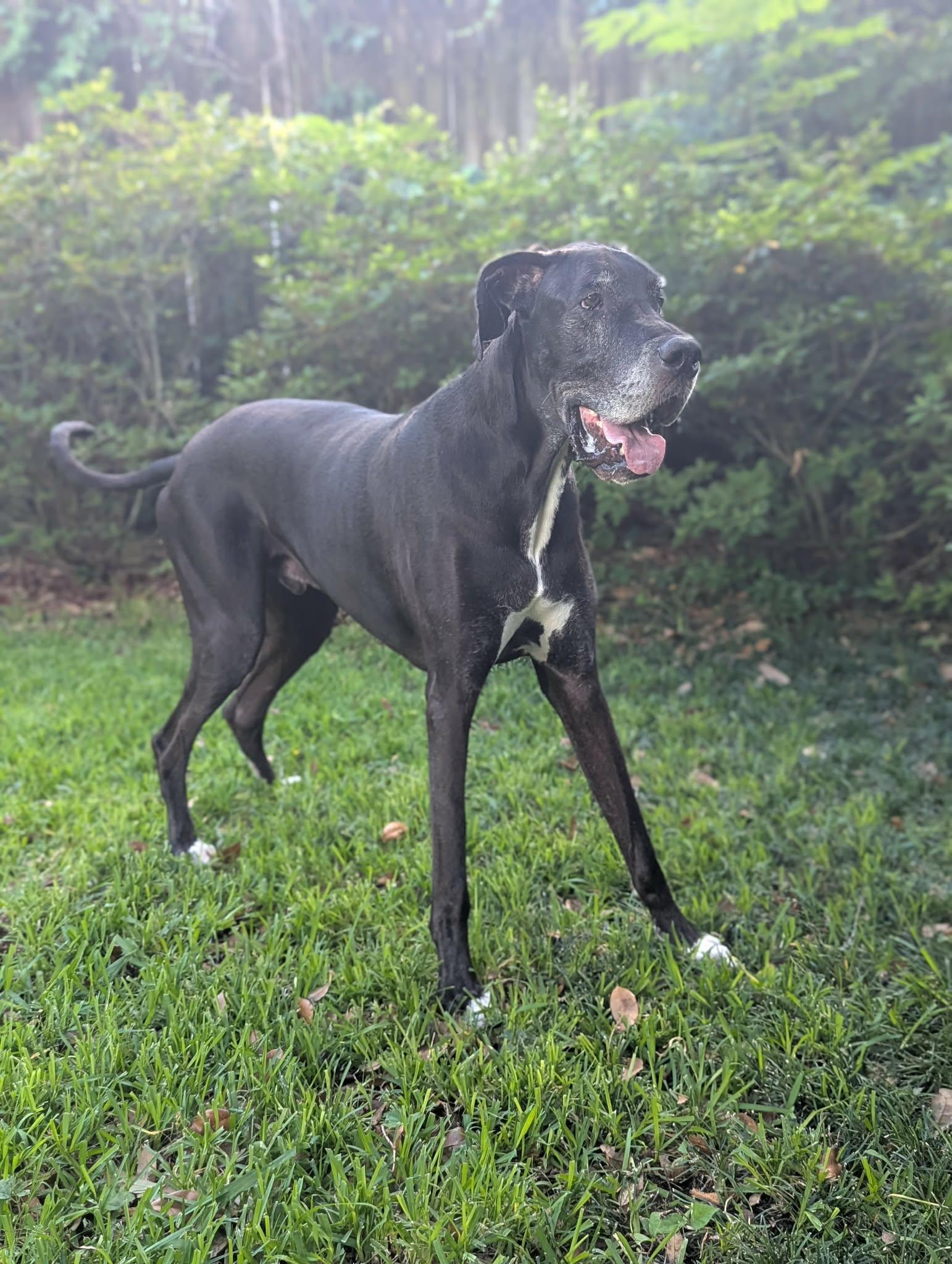 Norman, an adoptable Great Dane in Pensacola, FL image 4/6