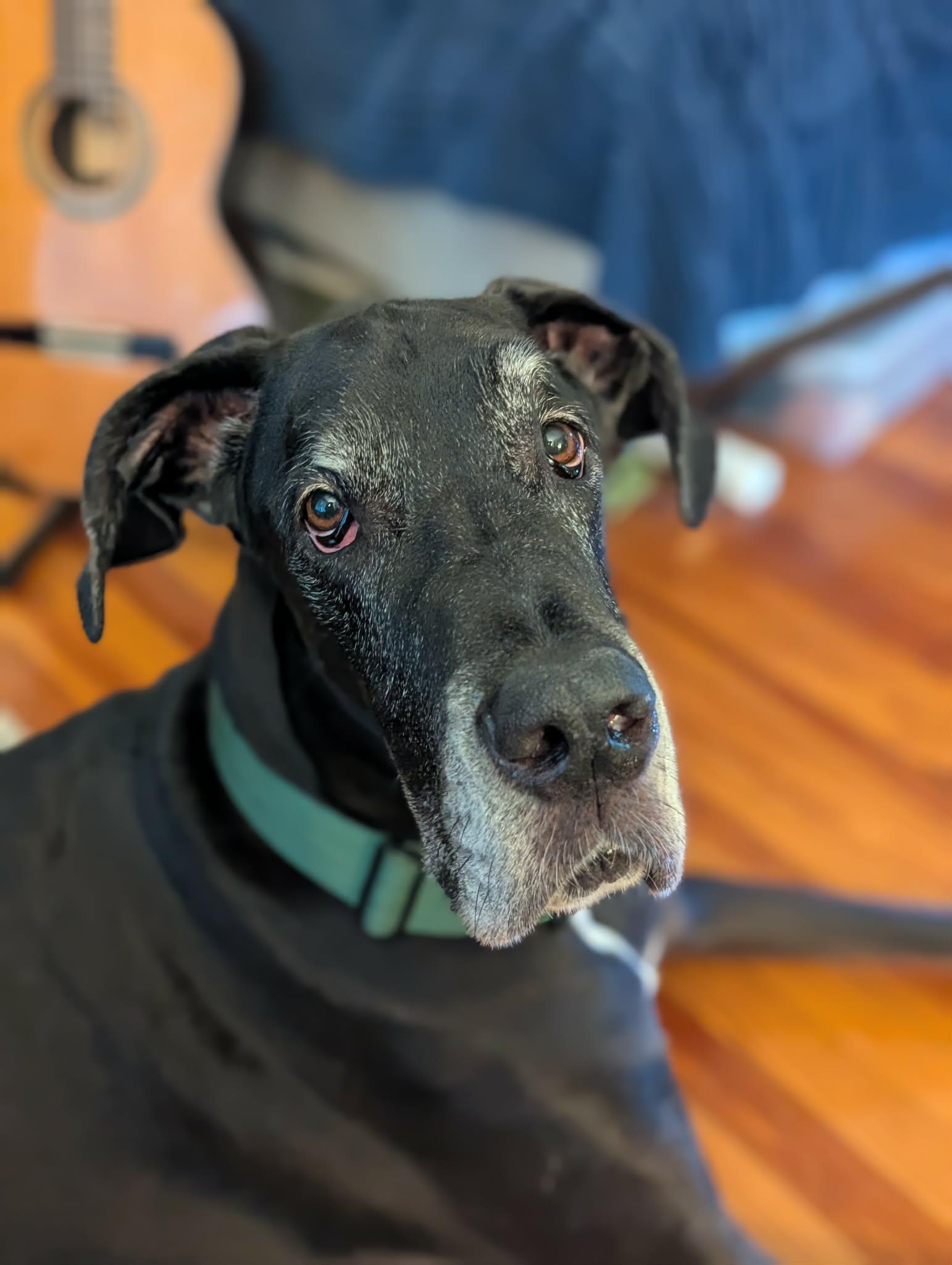 Norman, an adoptable Great Dane in Pensacola, FL image 2/6