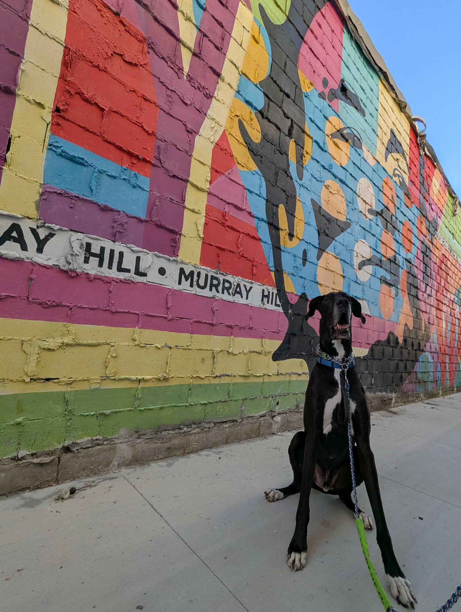Norman, an adoptable Great Dane in Pensacola, FL image 6/6