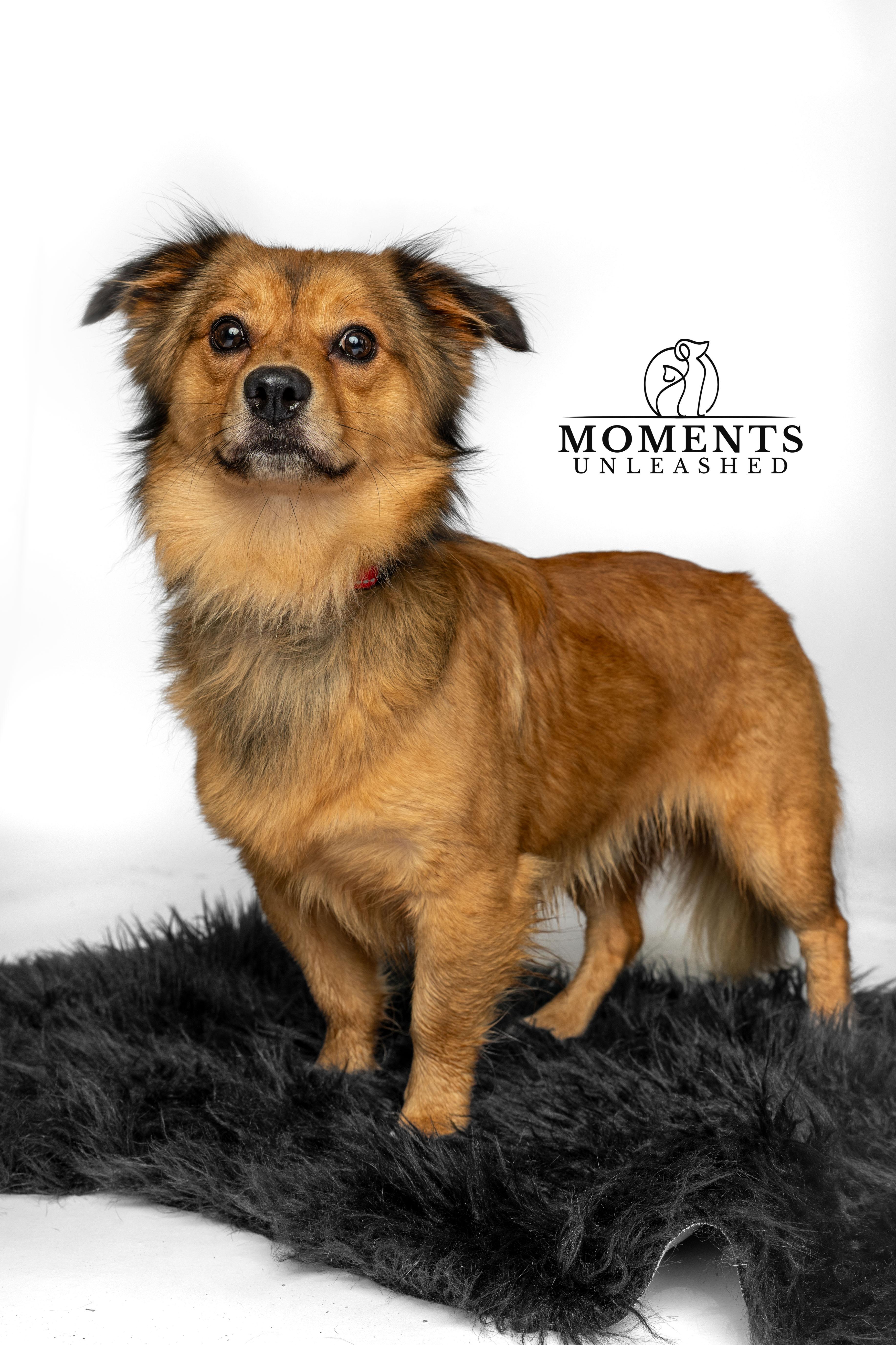 Baer, Adopted, Adult Male Australian Shepherd.