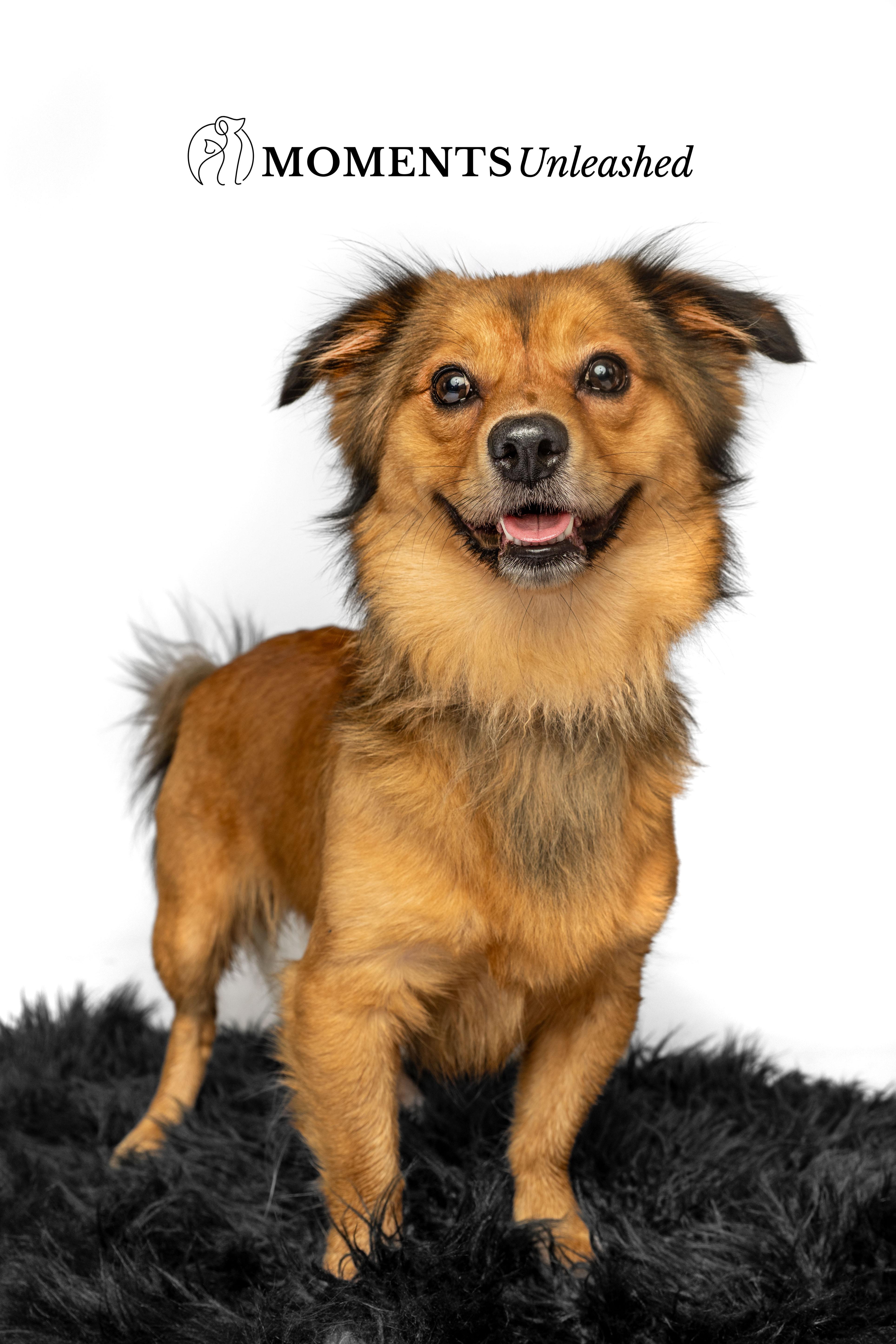 Enlarge Baer, a Adopted mixed breed in Myakka City, FL image 2/3