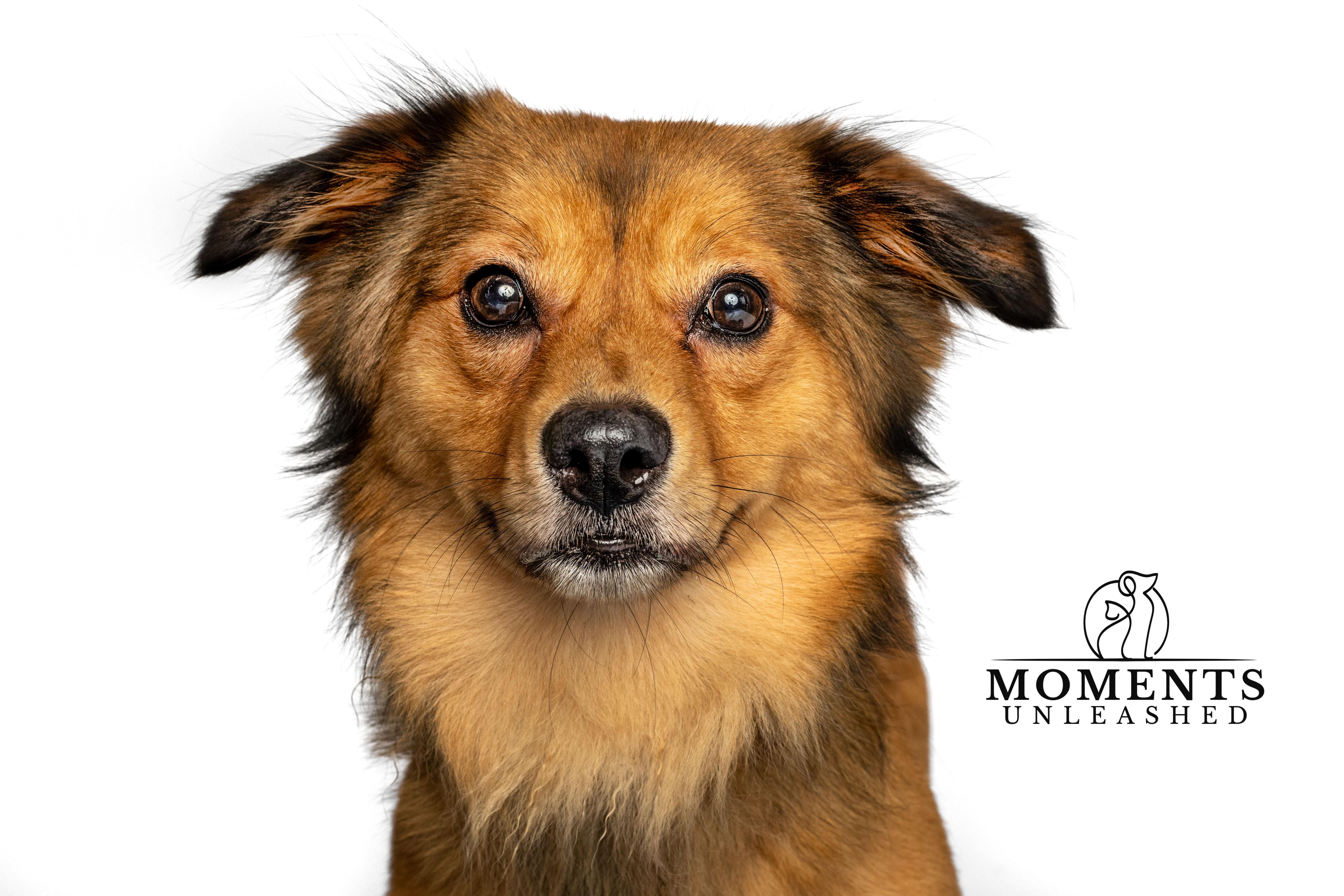 Enlarge Baer, a Adopted mixed breed in Myakka City, FL image 3/3