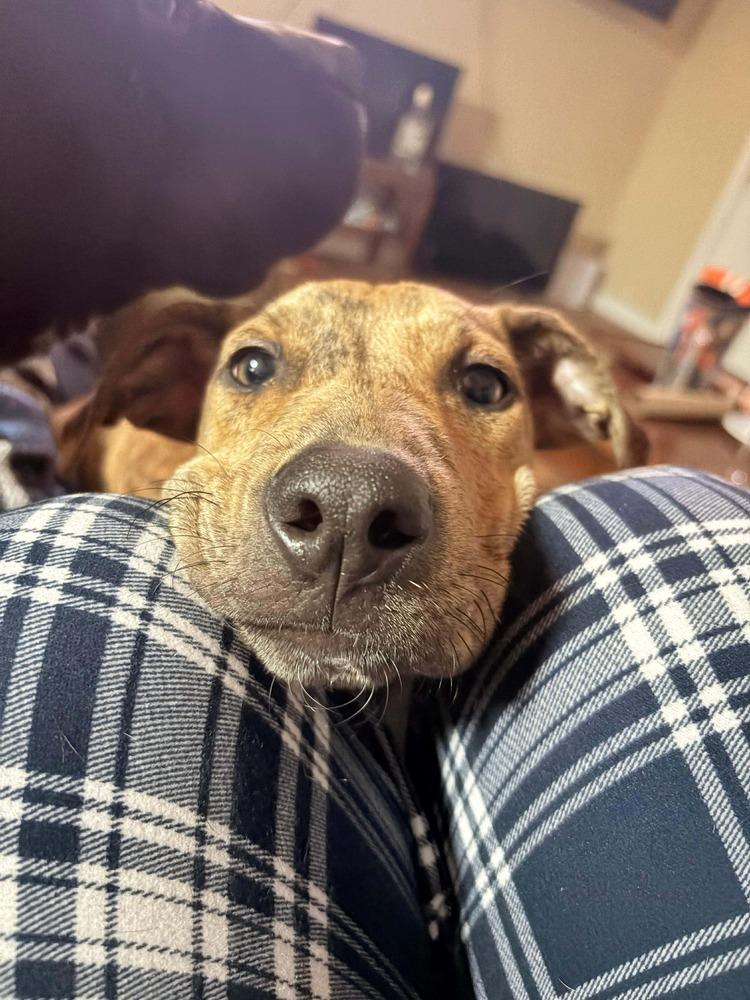 Enlarge Chance the Rapper, a Adoptable mixed breed in Statesboro, GA image 1/6