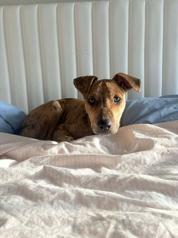 Enlarge Chance the Rapper, a Adoptable mixed breed in Statesboro, GA image 1/6